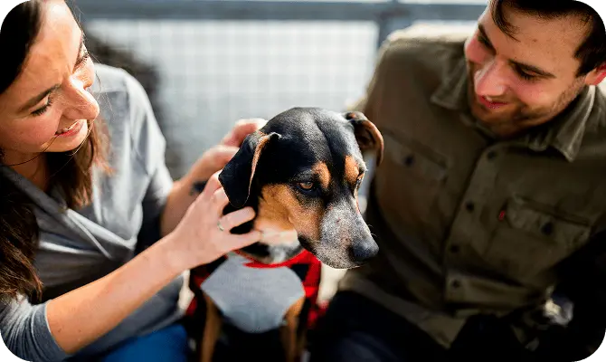 Dog available for adoption through a pet rescue organization