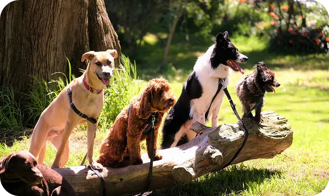 Rescued dogs in the care of a pet rescue shelter