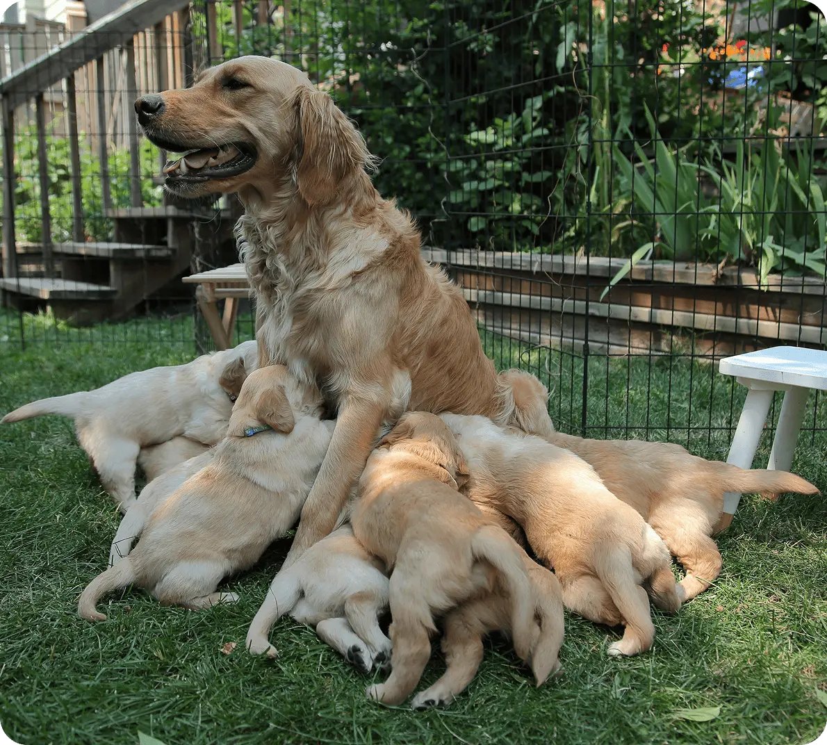 The mother dog tenderly cares for her puppies.