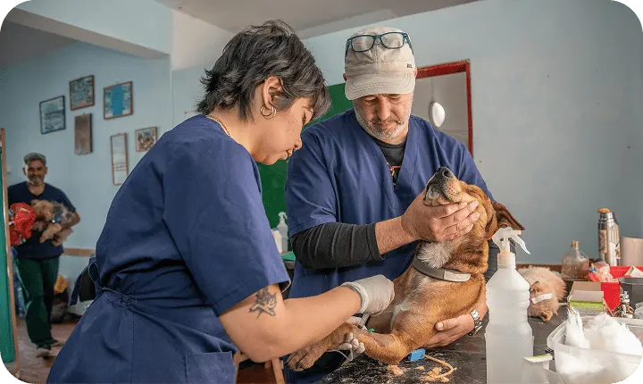 vet checking a dog